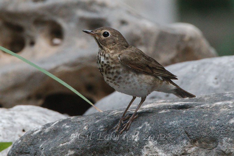 Swainson's Thrush 2012-05-05_8.jpg